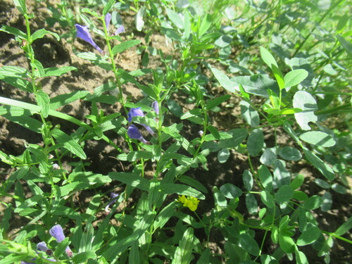 Scutellaria scordiifolia, photograph 5
