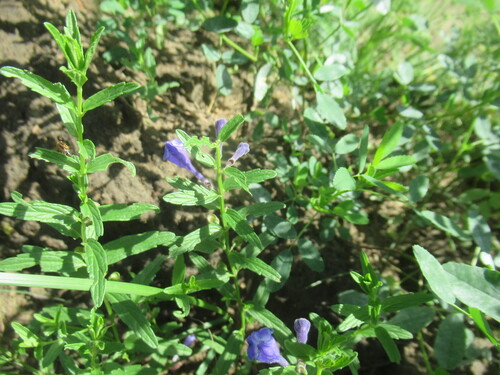 Scutellaria scordiifolia, photograph 4