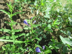 Scutellaria scordiifolia, photograph author not stated, no rights reserved