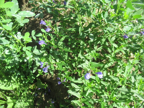 Scutellaria scordiifolia, photograph 6