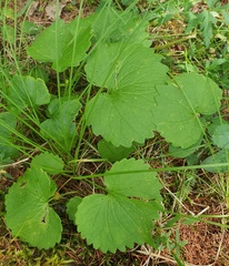 Viola uniflora, photograph (c) Urgamal Magsar, some rights reserved (CC BY)