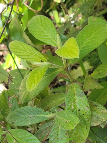 Hairy Psychotria
