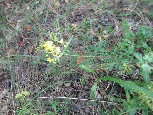 Patrinia rupestris, photograph 6