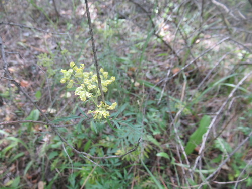 Patrinia rupestris, photograph 5