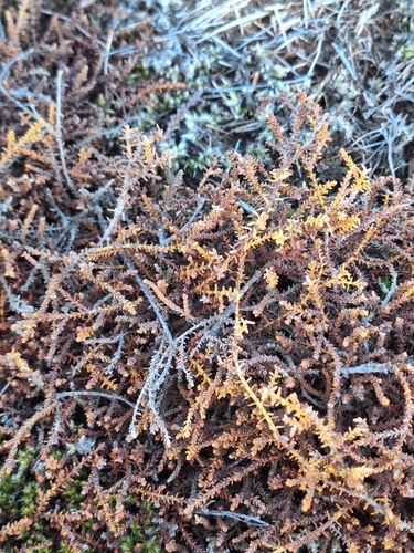 Lepidothamnus laxifolius