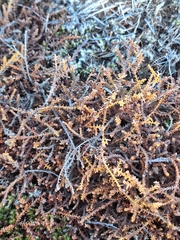 Lepidothamnus laxifolius
