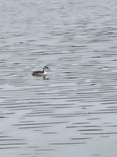 Great Crested Grebe
