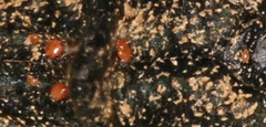 Parasitiformes