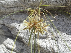 Cyperus dioicus