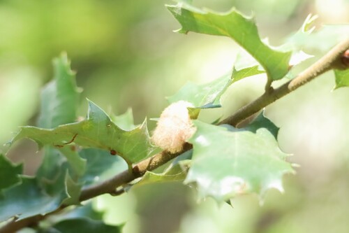 iNaturalist observation photo of Heteroecus dasydactyli
