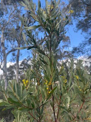 box-leaved wattle