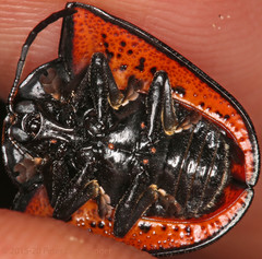 Parasitiformes