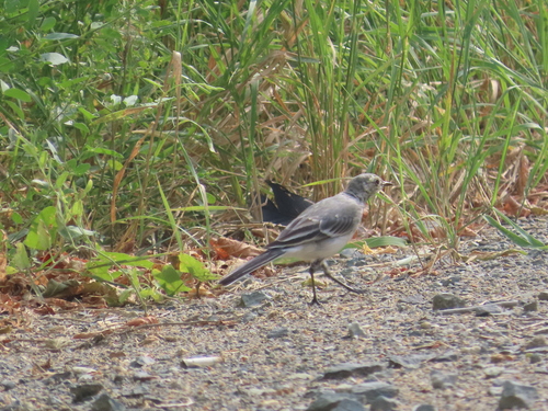 White Wagtail