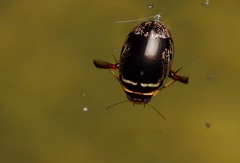 Thermonectus basillaris