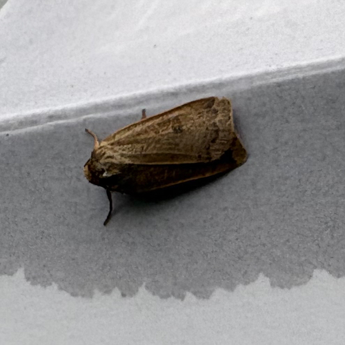 Lesser Yellow Underwing