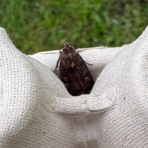 Square-spot Rustic