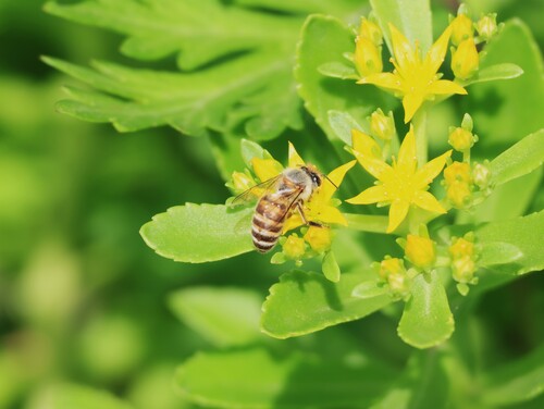 Asian Honey Bee