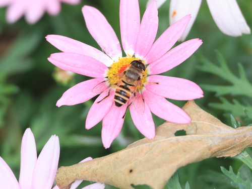 Eristalis cerealis