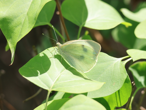 Small White