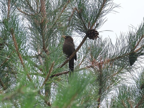 Pere David's Laughingthrush