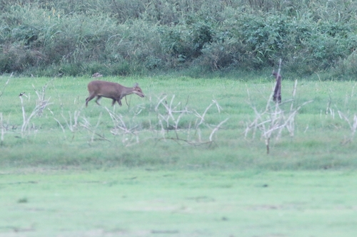Indochinese Hog Deer