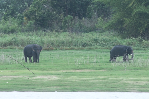 Mainland Asian Elephant