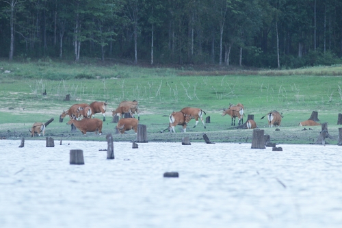 Mainland Banteng