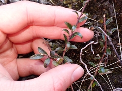 Gaultheria macrostigma, photograph (c) Oscar Dove, some rights reserved (CC BY)