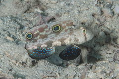 Signigobius biocellatus