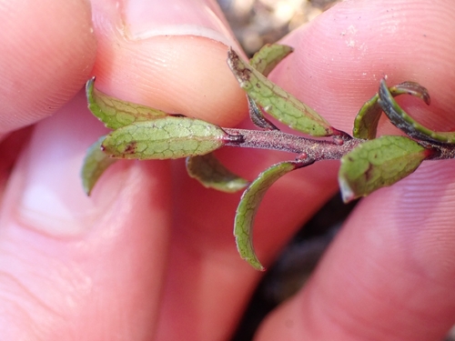 Gaultheria macrostigma, photograph 5