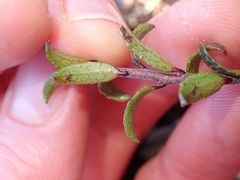 Gaultheria macrostigma, photograph (c) Oscar Dove, some rights reserved (CC BY)