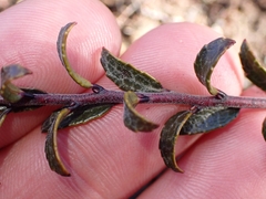 Gaultheria macrostigma, photograph (c) Oscar Dove, some rights reserved (CC BY)