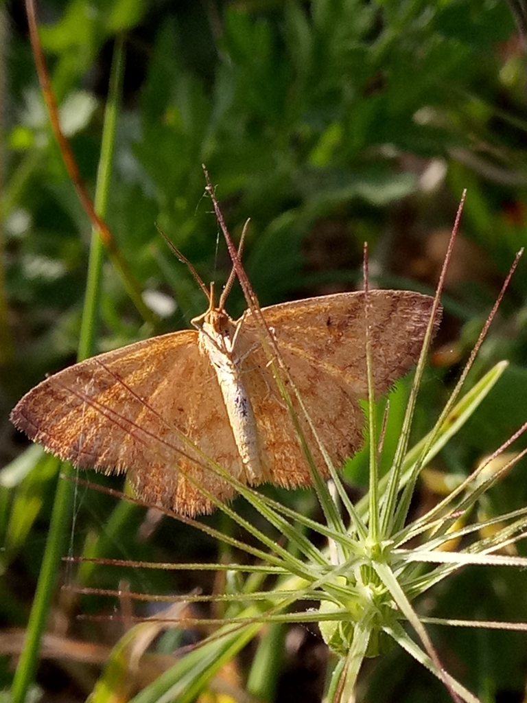 Idaea luteolaria