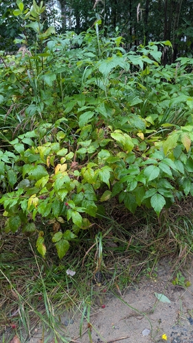 red raspberry