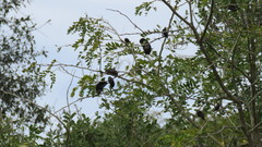 Gleditsia amorphoides