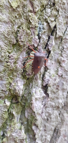 Forest Bug