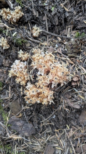 Hemitomes congestum, photograph 3