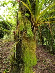 Phlegmariurus linifolius