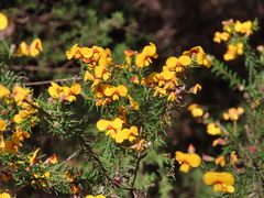 Dillwynia retorta, photograph (c) ian_mcallan, some rights reserved (CC BY)