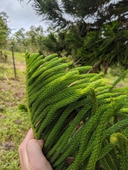 Eutacta