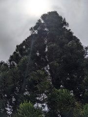 Eutacta