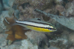 Scolopsis margaritifera