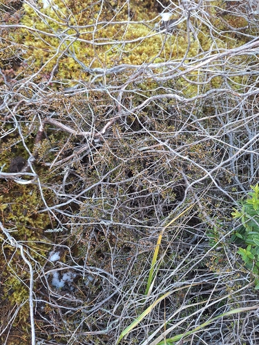 Coprosma cheesemanii, photograph 2