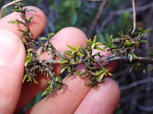 Coprosma cheesemanii, photograph 3