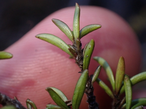 Coprosma cheesemanii, photograph 4