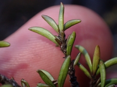 Coprosma cheesemanii, photograph (c) Oscar Dove, some rights reserved (CC BY)