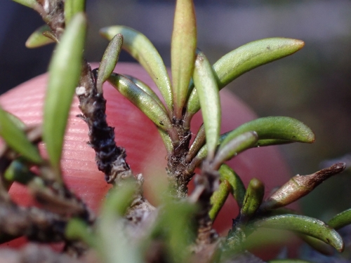 Coprosma cheesemanii, photograph 5