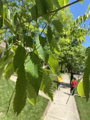 Zelkova
