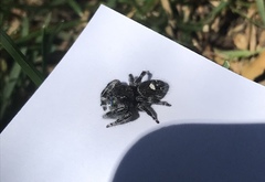 Phidippus audax