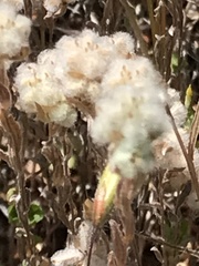 Micropus californicus